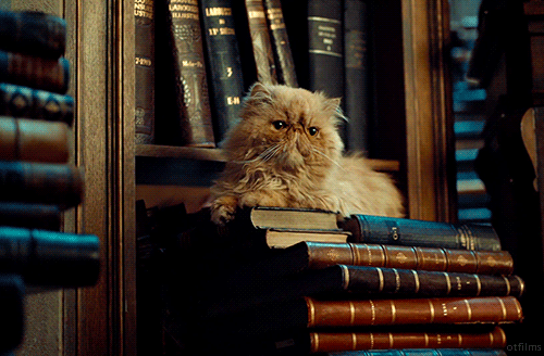 cute-cat-on-stack-of-old-books-animated-gif